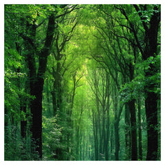 Peaceful Forest &nbsp;Jigsaw Puzzle 1000 Pieces